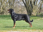 beauceron, ojciec szczeniąt